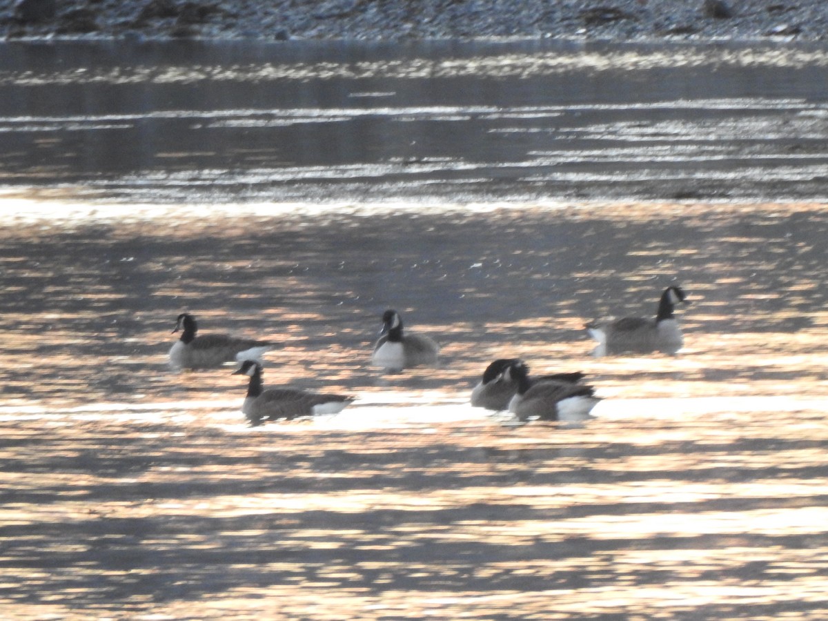 Canada Goose - ML646016825