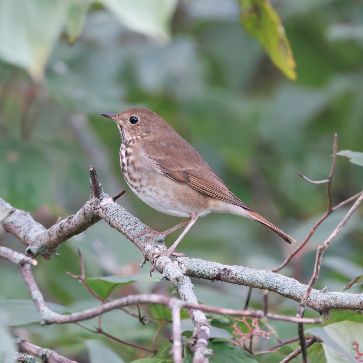 Hermit Thrush - ML646016829