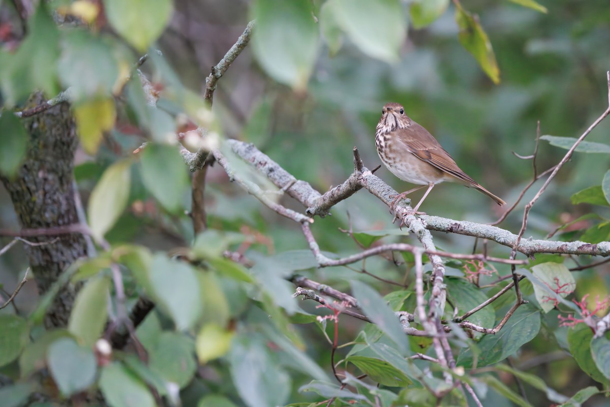 Hermit Thrush - ML646016830