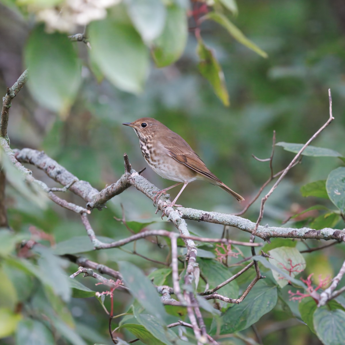 Hermit Thrush - ML646016831