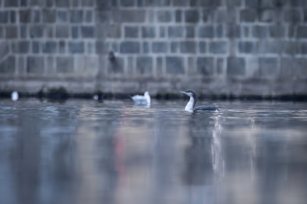 Arctic Loon - ML646016833