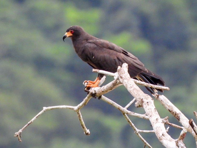 Snail Kite - ML646016834