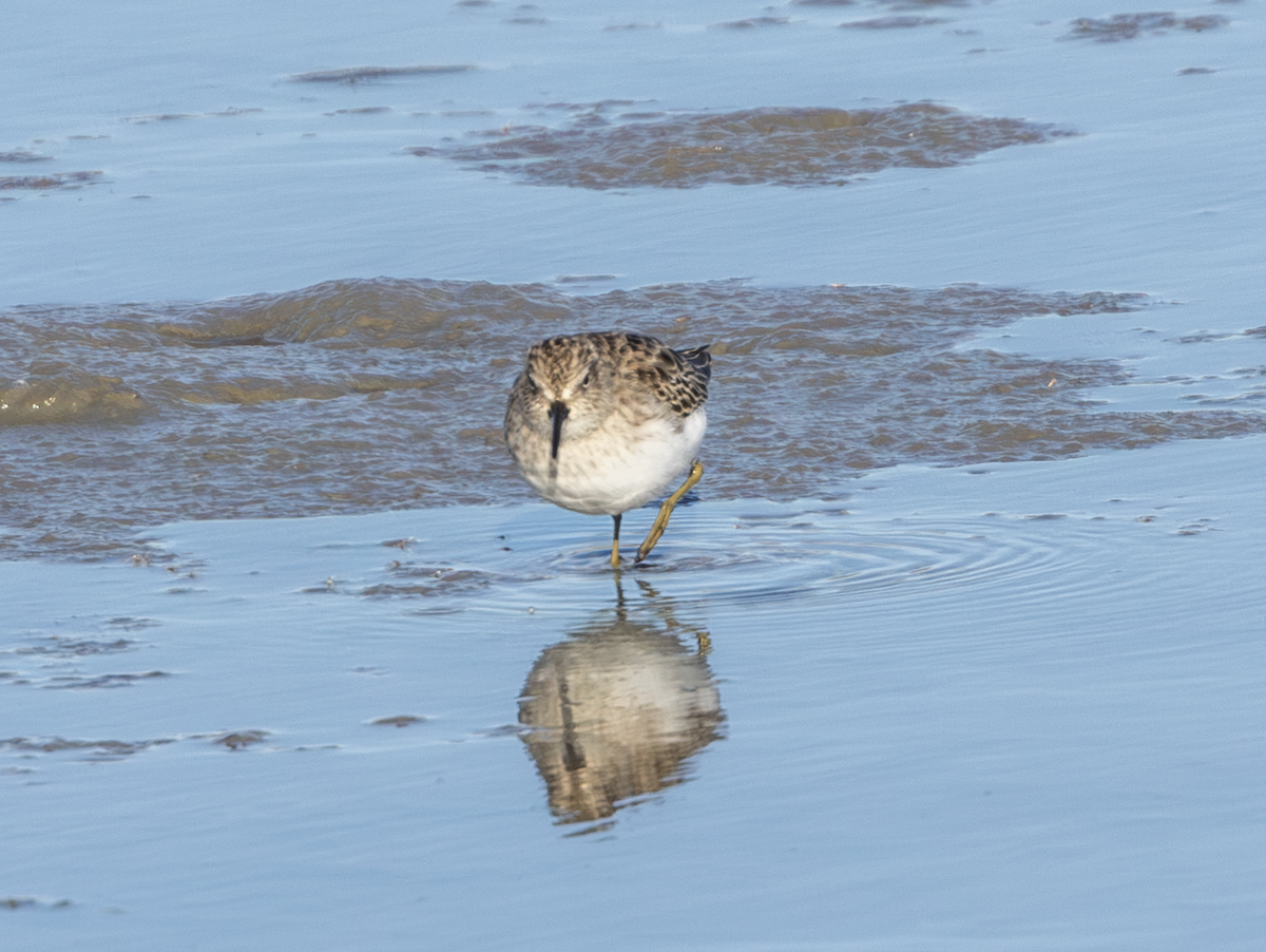 Least Sandpiper - ML646016847