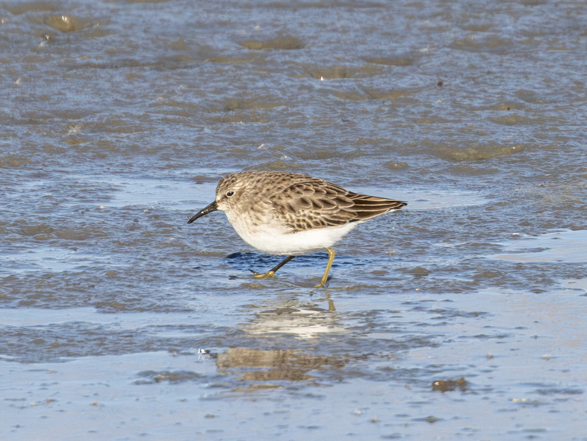 Least Sandpiper - ML646016848