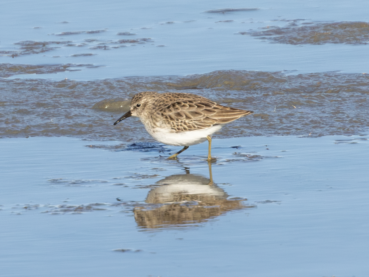 Least Sandpiper - ML646016849