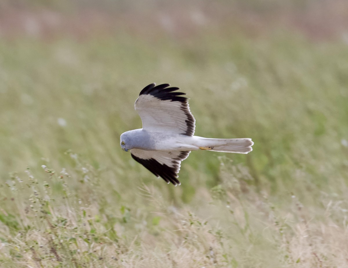 Полевой лунь - ML646016852