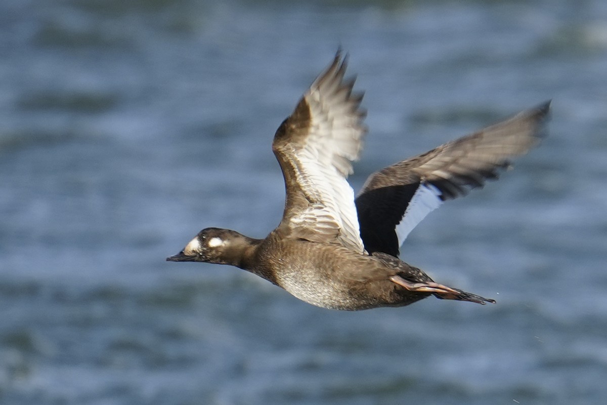 White-winged Scoter - ML646016854