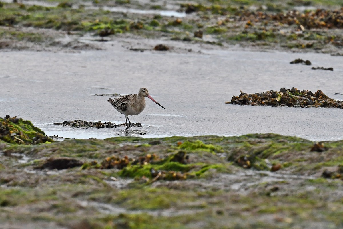 Малый веретенник - ML646016855