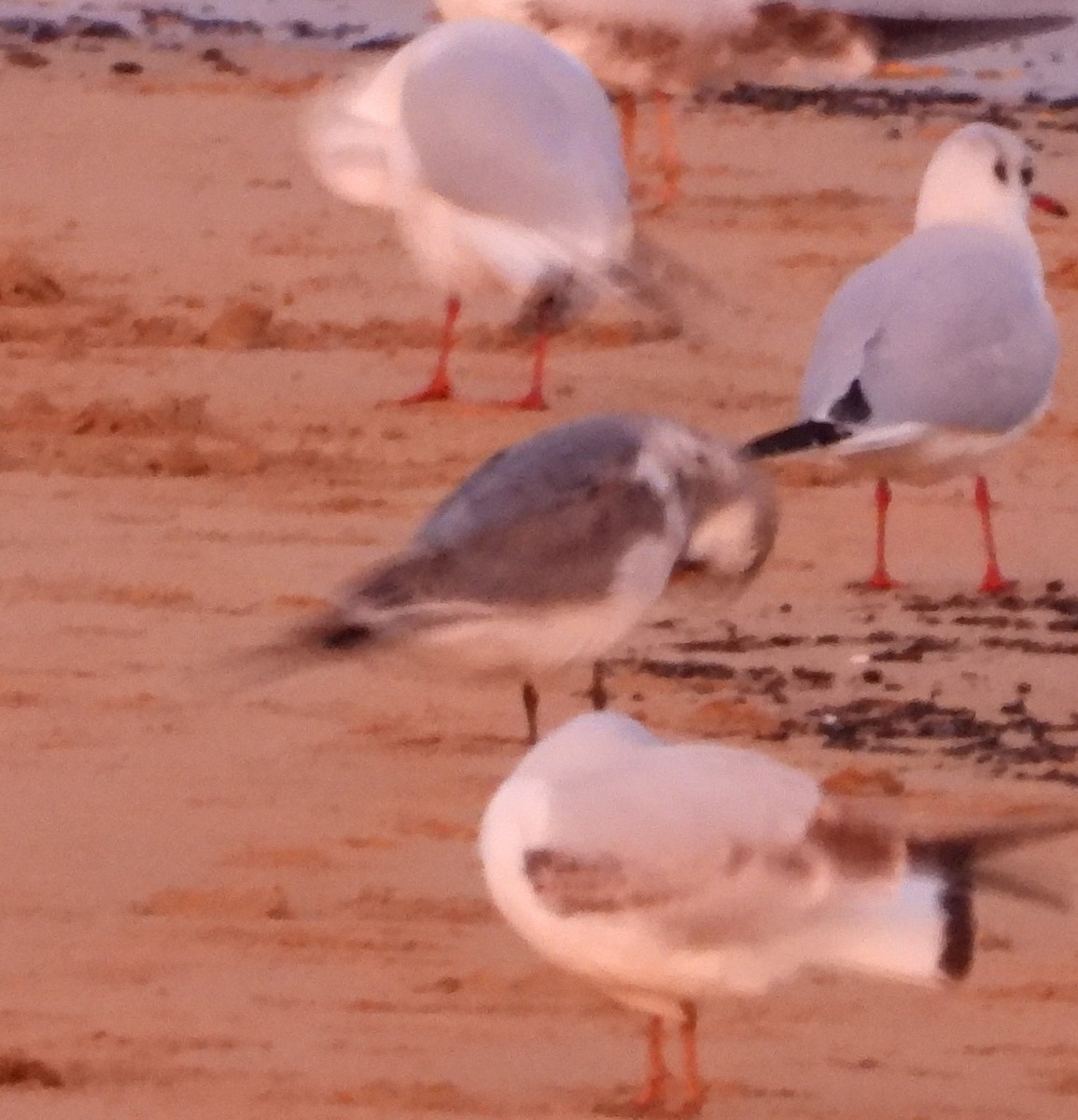 Franklin's Gull - ML646016857