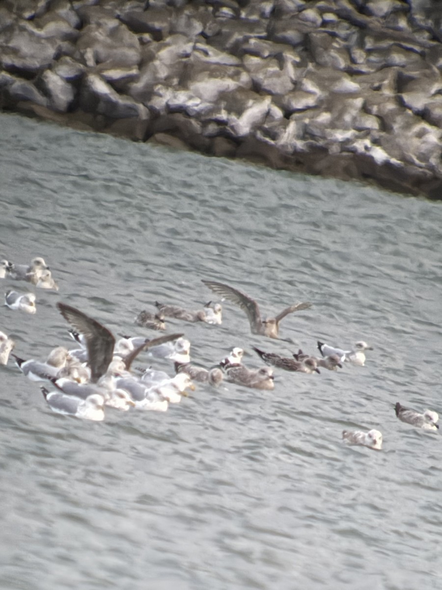 Полярная чайка (thayeri) - ML646016858