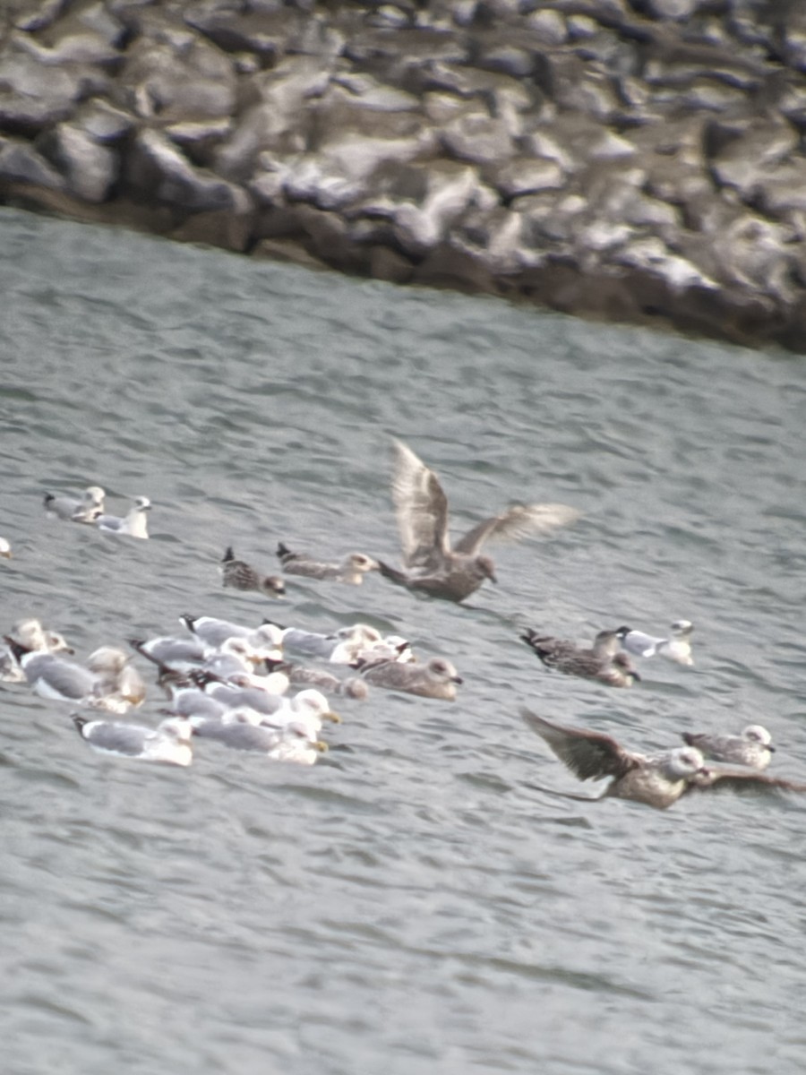 Полярная чайка (thayeri) - ML646016859