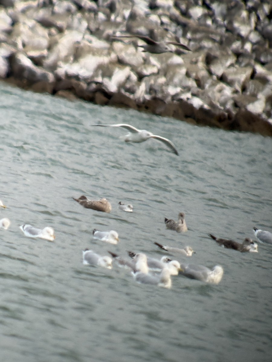 Полярная чайка (thayeri) - ML646016860