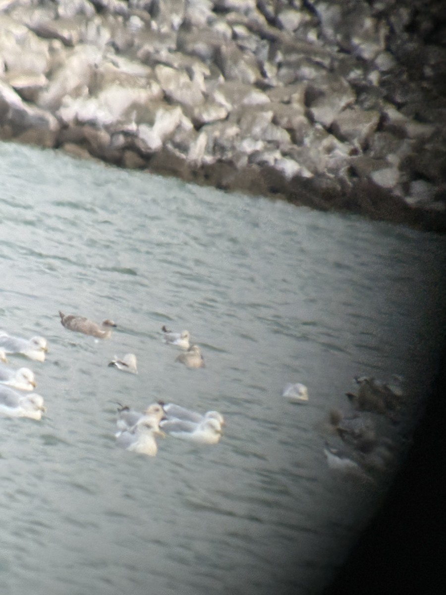 Полярная чайка (thayeri) - ML646016861