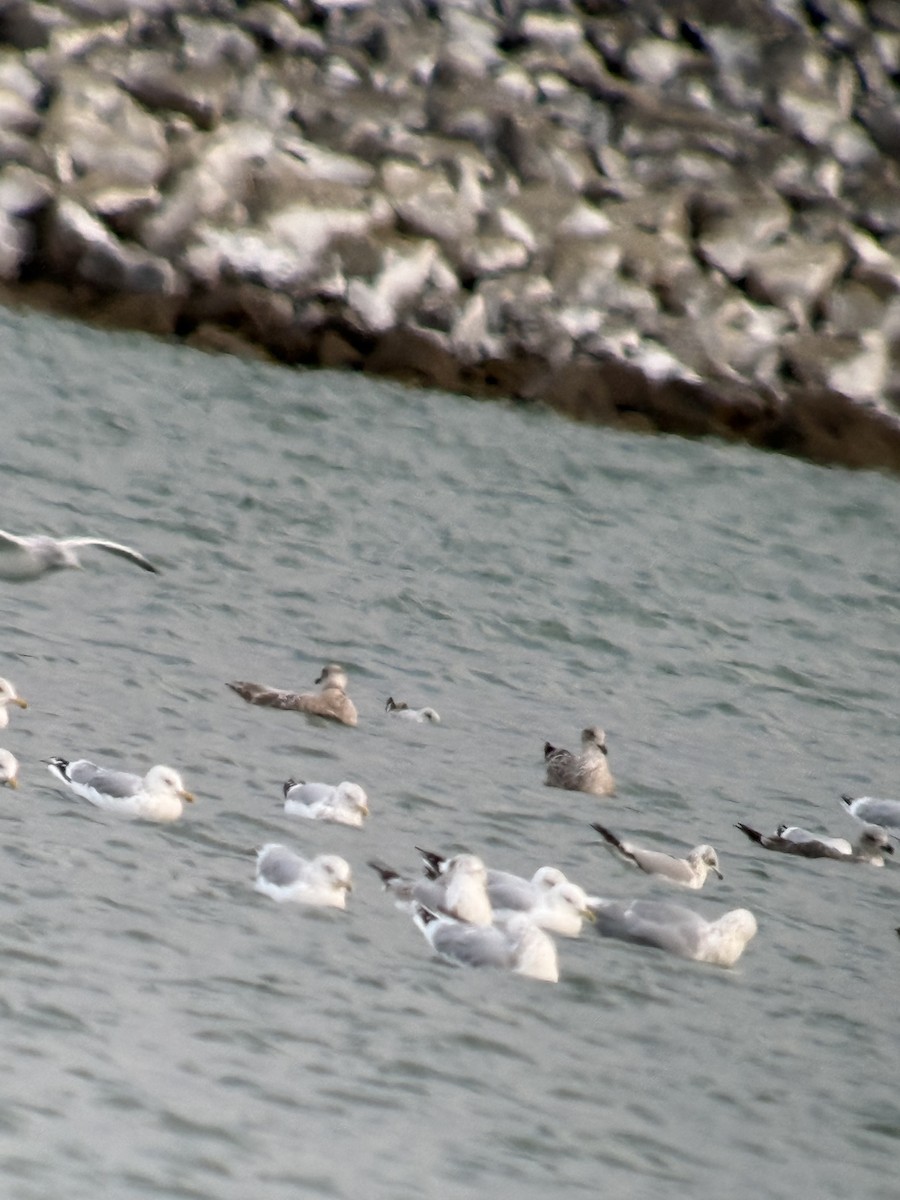 Полярная чайка (thayeri) - ML646016862