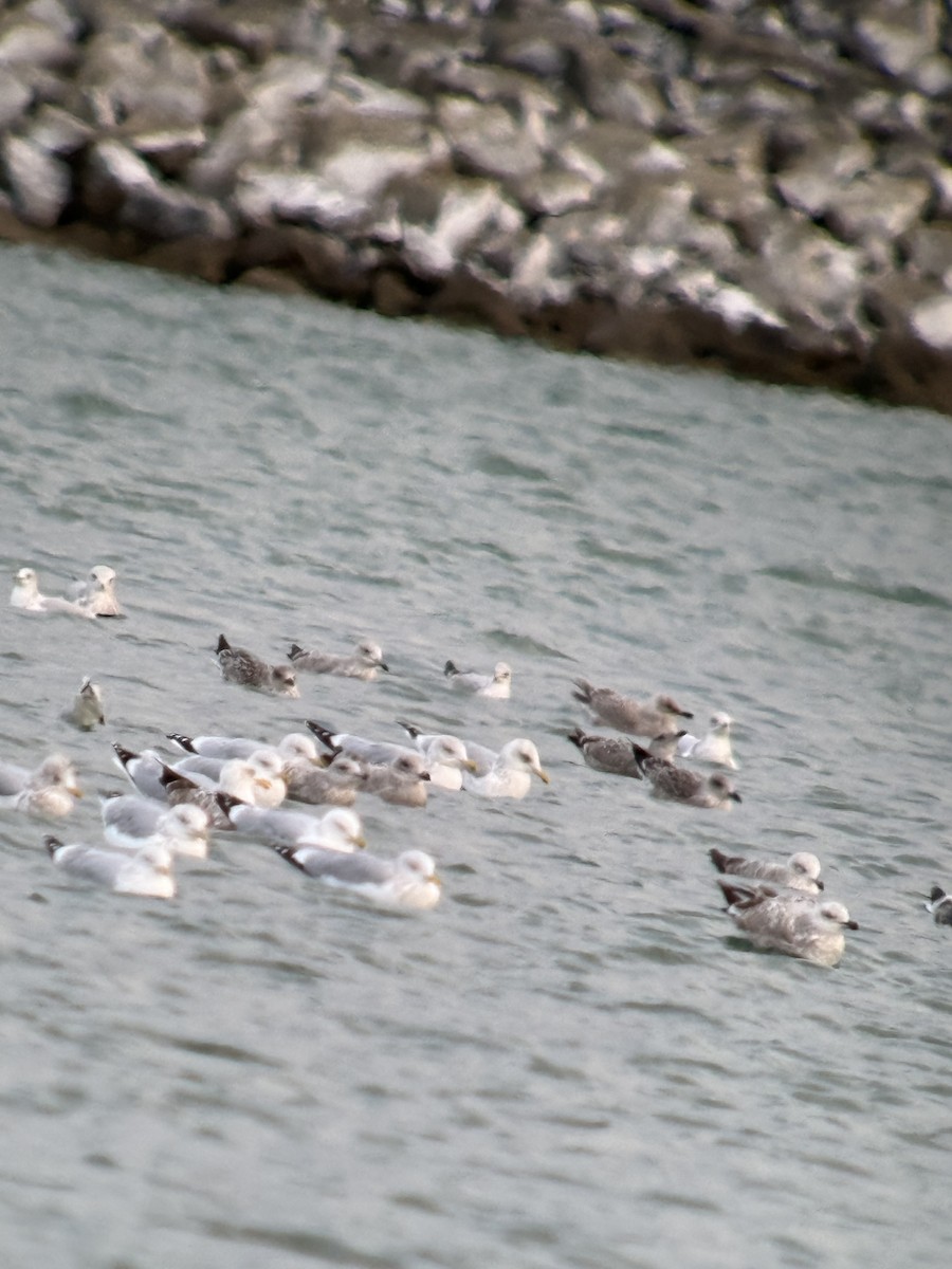 Полярная чайка (thayeri) - ML646016863