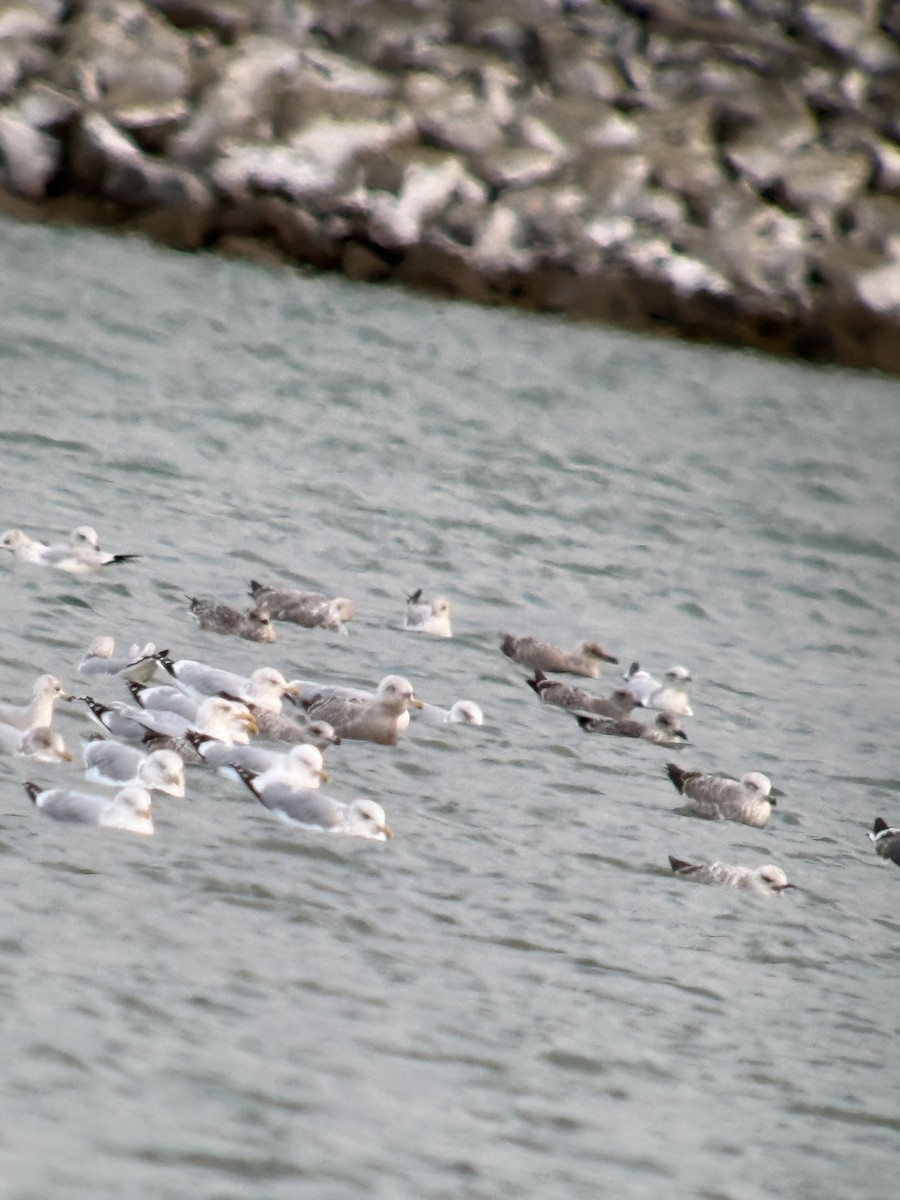 Полярная чайка (thayeri) - ML646016864