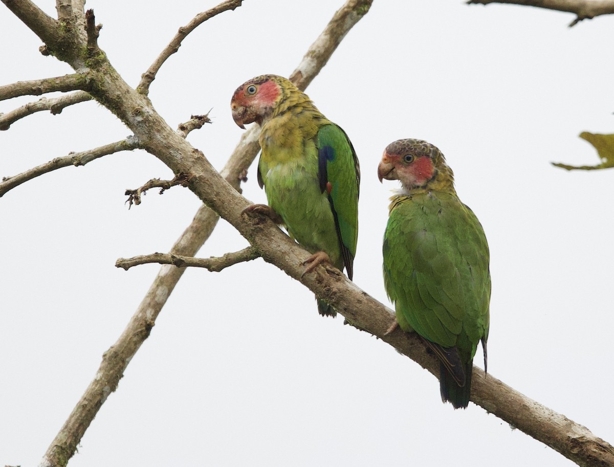 Розовощёкий лорито - ML646016865