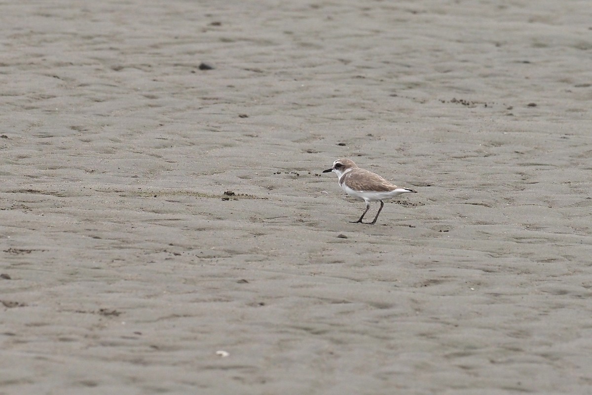 Морской зуёк - ML646016866