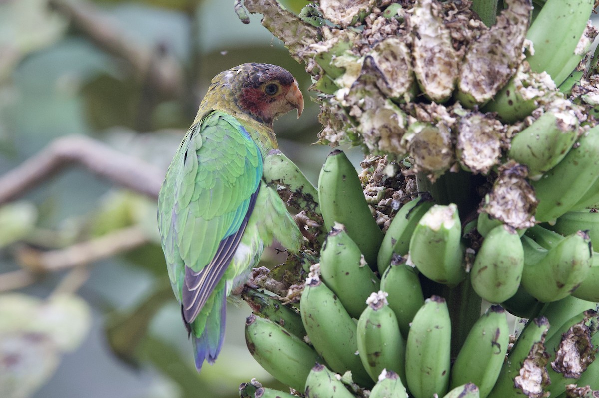 Розовощёкий лорито - ML646016867