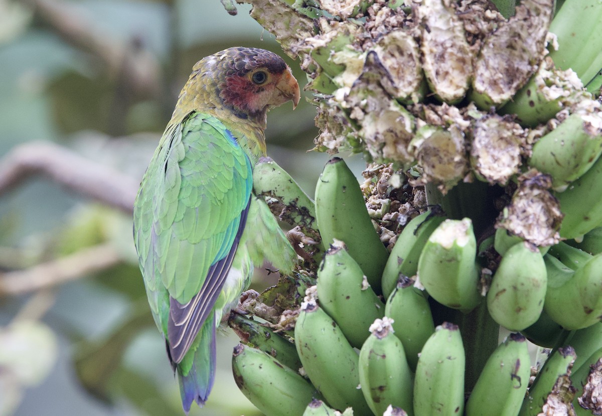 Розовощёкий лорито - ML646016868