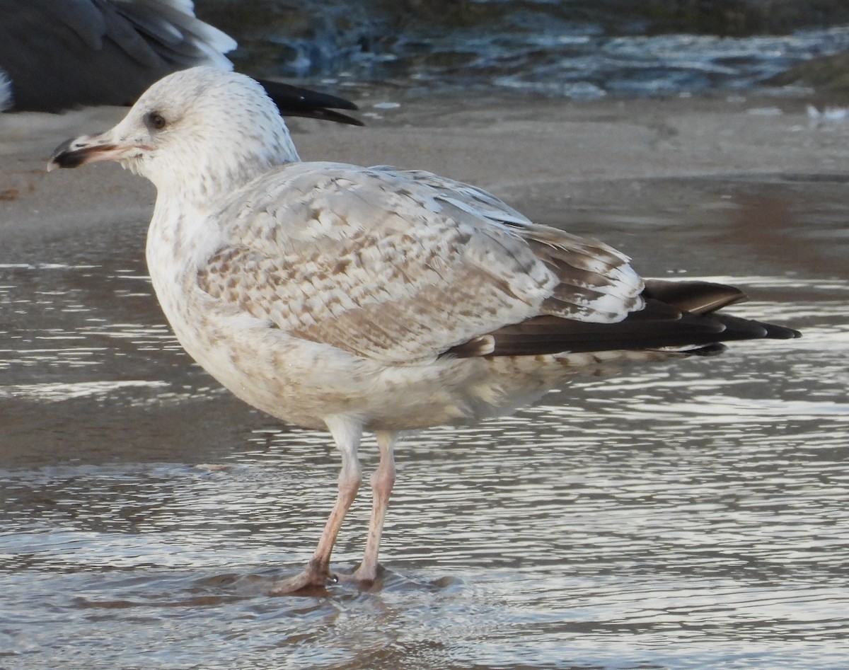 Серебристая чайка - ML646016869