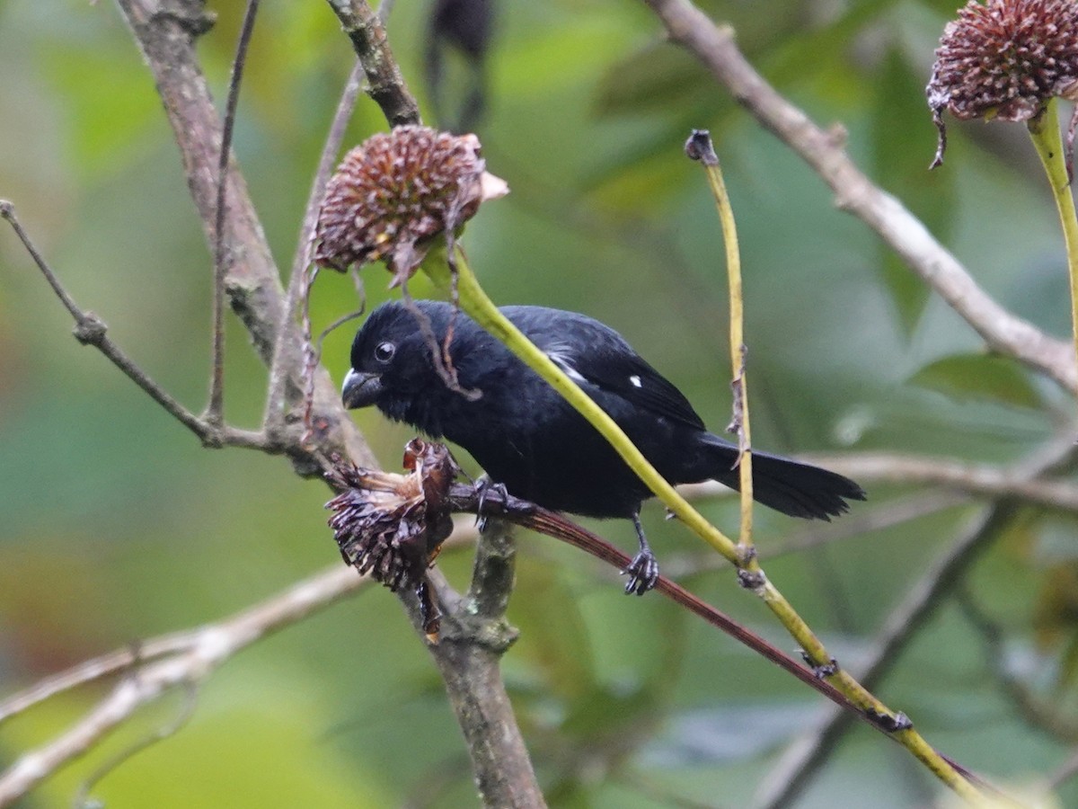 Чёрный просяночник - ML646016871