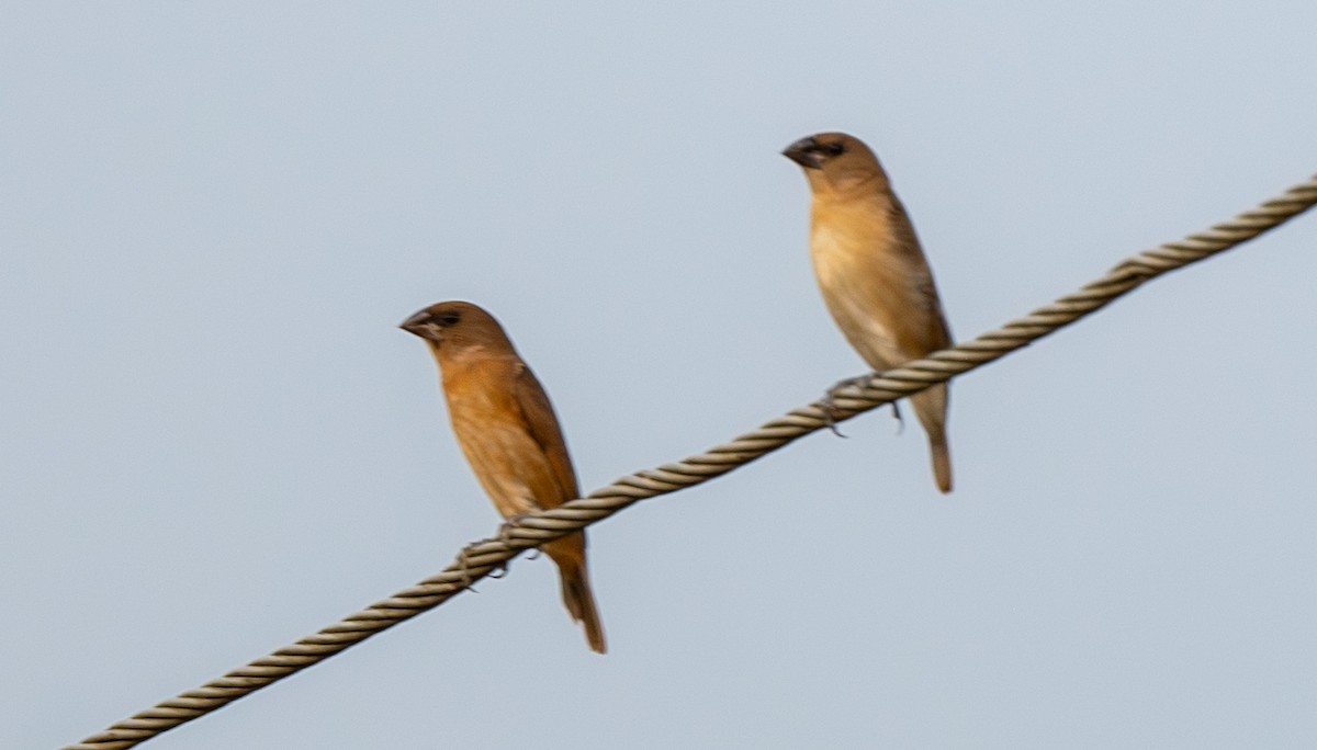 Чешуйчатая муния - ML646016875