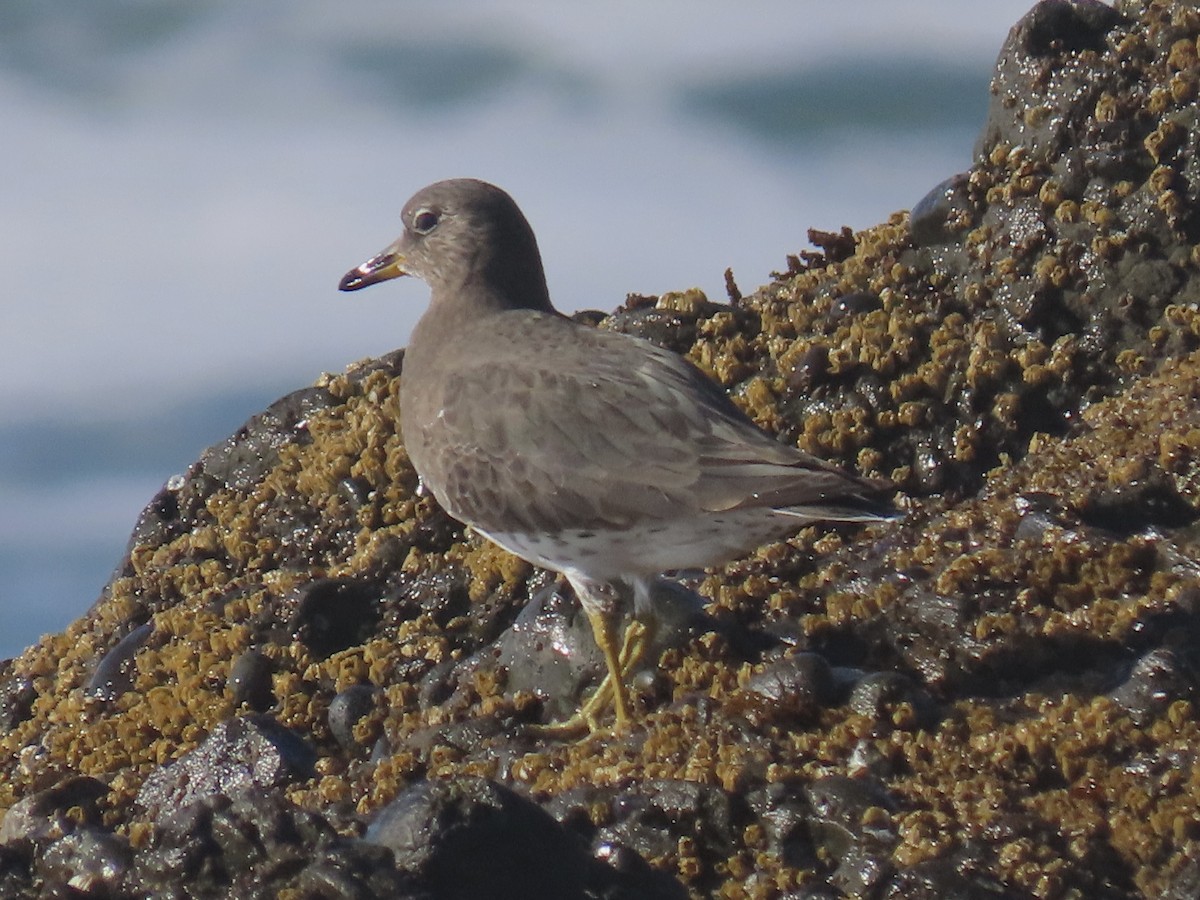 Бурунный песочник - ML646016877