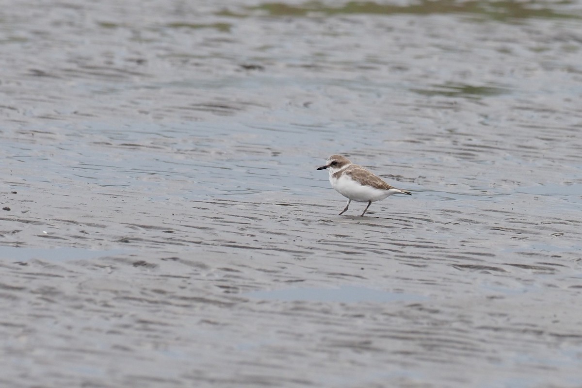 Морской зуёк - ML646016878