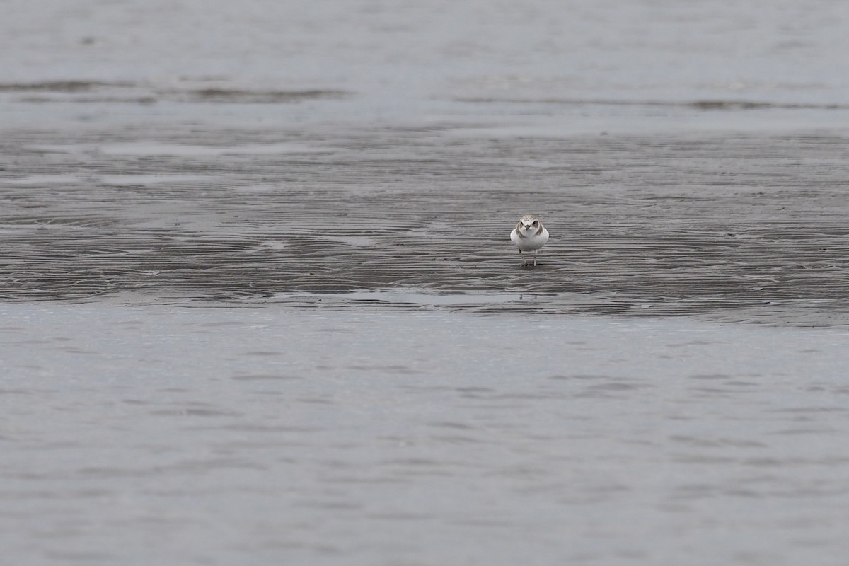 Морской зуёк - ML646016879