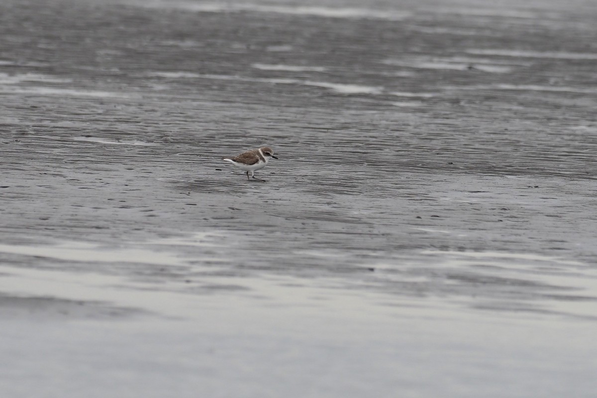 Морской зуёк - ML646016880