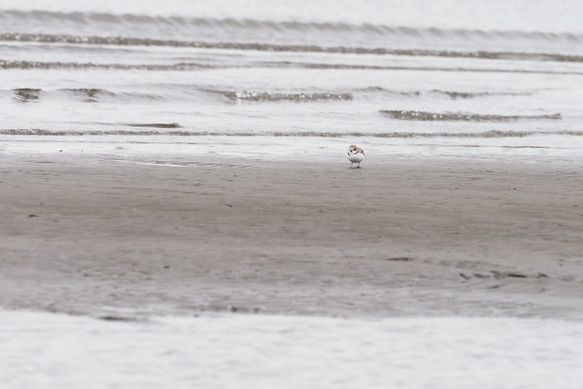 Морской зуёк - ML646016881