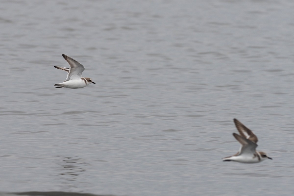 Морской зуёк - ML646016882