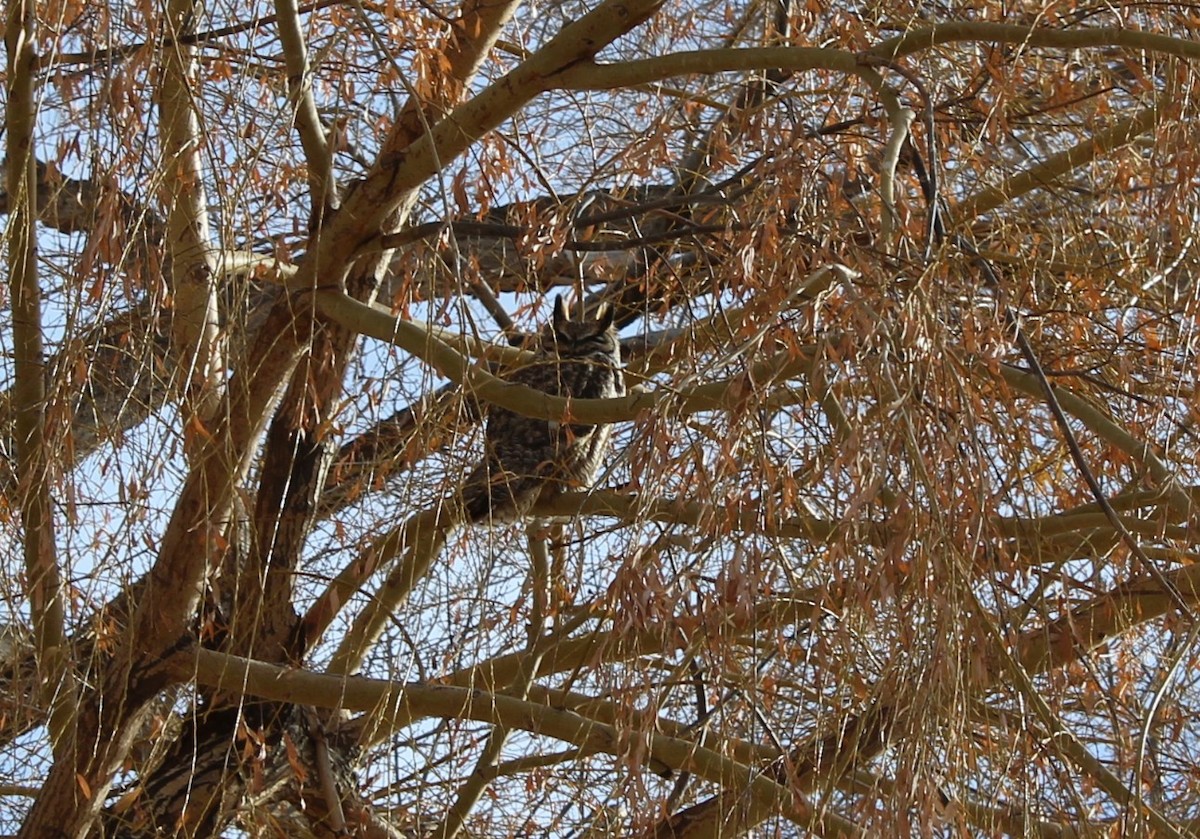 Виргинский филин - ML646016883