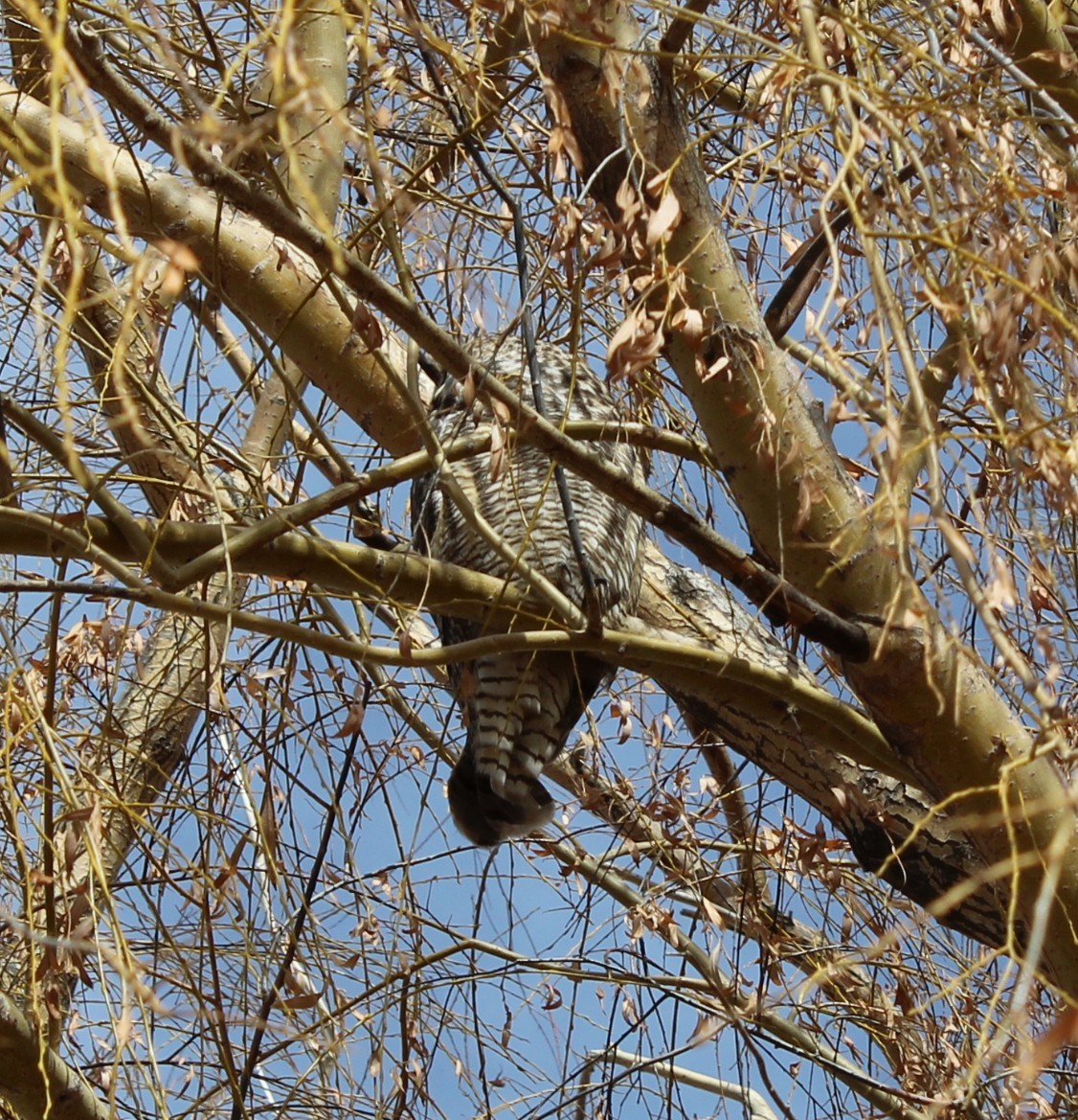 Виргинский филин - ML646016884