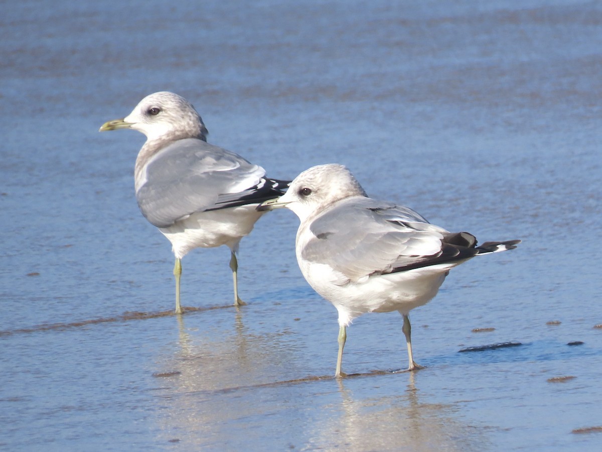 Short-billed Gull - ML646016885