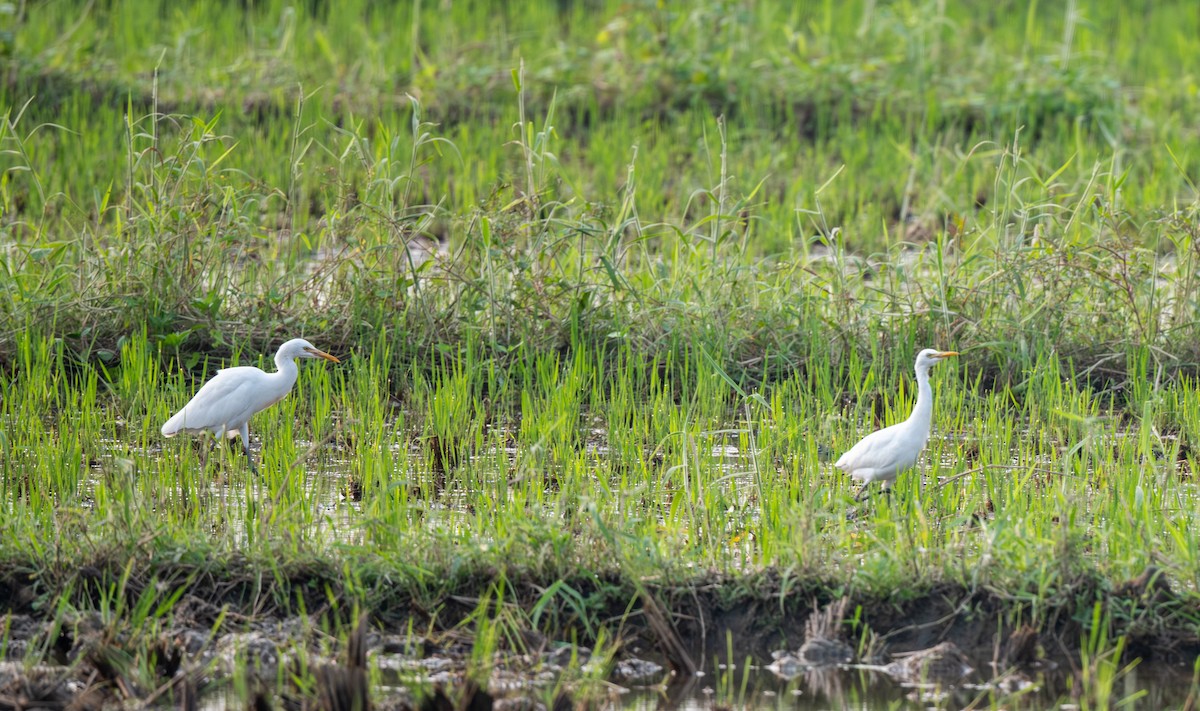 Восточная египетская цапля - ML646016887