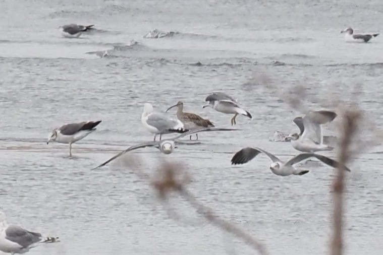 Eurasian Curlew - ML646016889