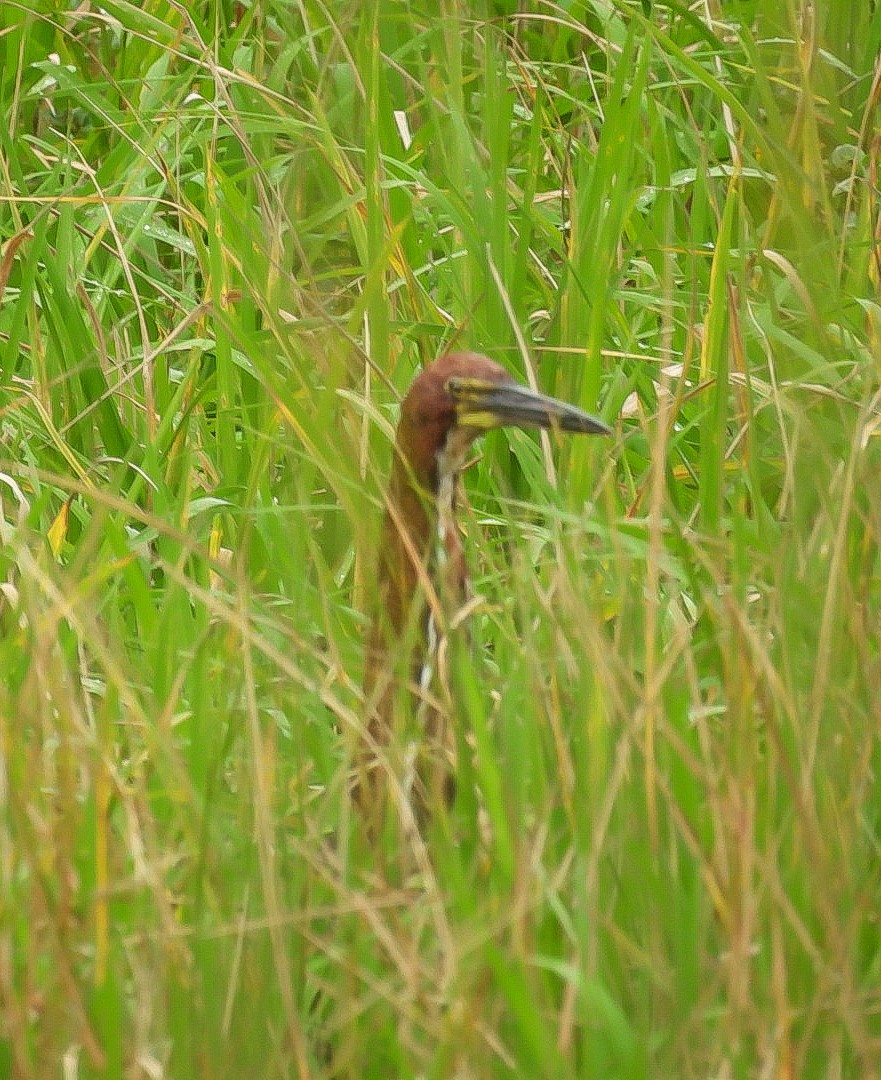 Rufescent Tiger-Heron - ML646016892