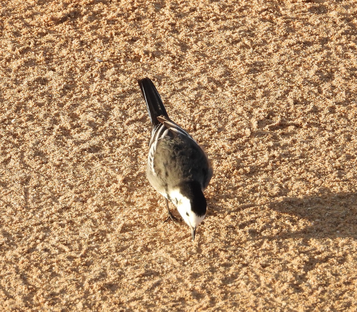 White Wagtail - ML646016895