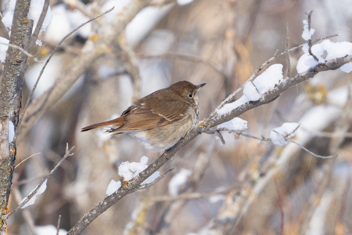 Hermit Thrush - ML646016900