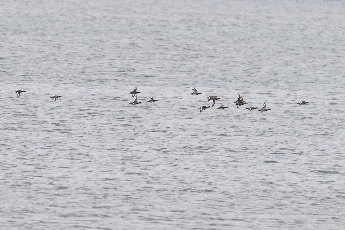 Greater Scaup - ML646016902