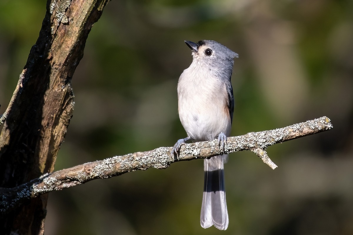 Tufted Titmouse - ML646016905