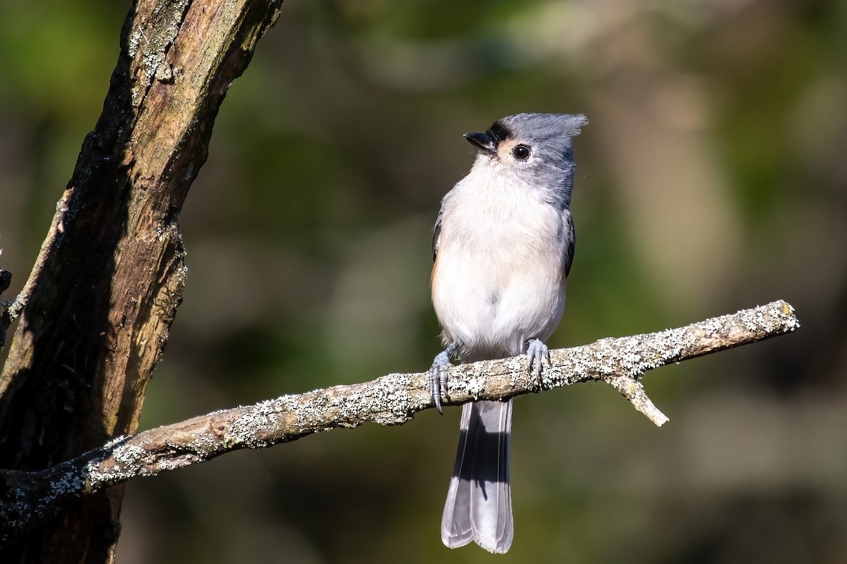 Tufted Titmouse - ML646016906