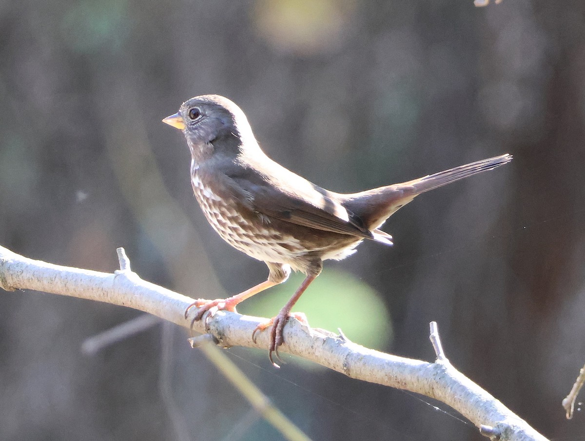 Fox Sparrow - ML646016915