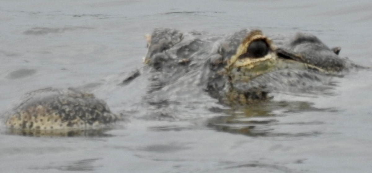American Alligator - ML646016916