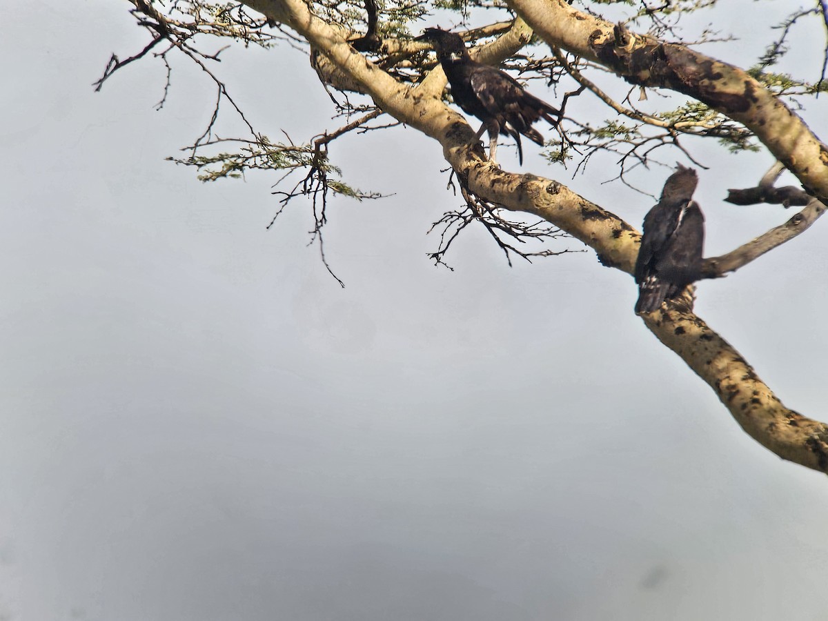 Long-crested Eagle - ML646016920