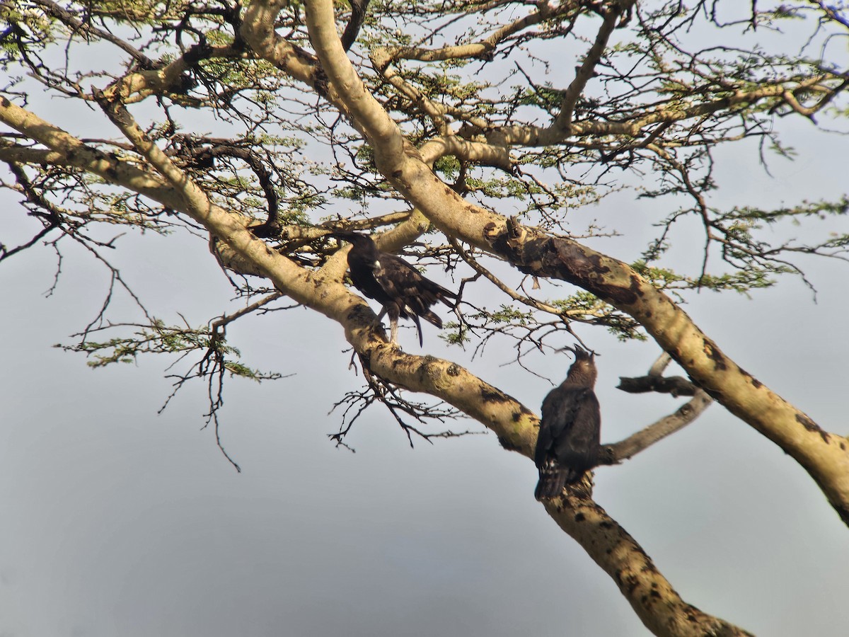Long-crested Eagle - ML646016921
