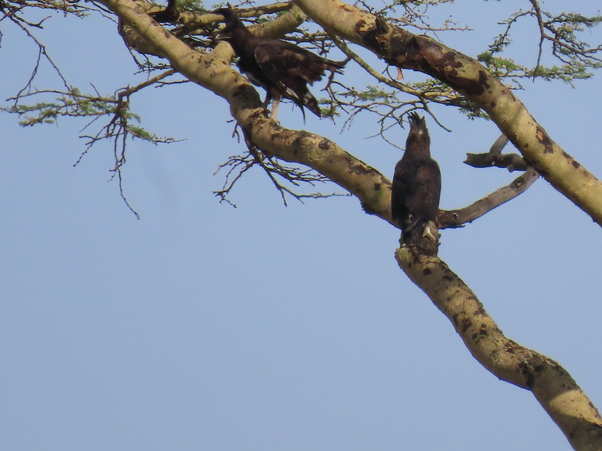 Long-crested Eagle - ML646016922