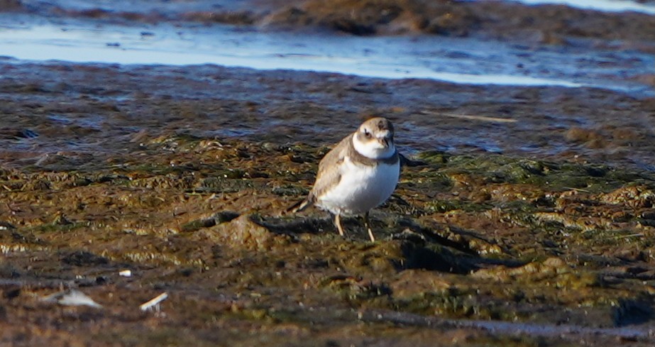 Semipalmated Plover - ML646016923